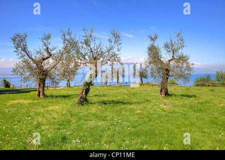 ein Olivenhain am Gardasee, Lombardei, Italien Stockfoto