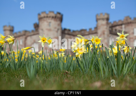 Cholmondeley Schlossgärten. Nahaufnahme Frühling von Narzissen mit Cholmondeley Schloß im Hintergrund unscharf. Stockfoto