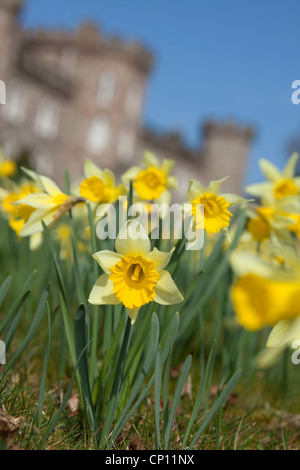 Cholmondeley Schlossgärten. Nahaufnahme Frühling von Narzissen mit Cholmondeley Schloß im Hintergrund unscharf. Stockfoto