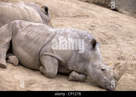 Eine ruhende weiß oder Square-lippige Rhinoceros (Ceratotherium Simum). Stockfoto