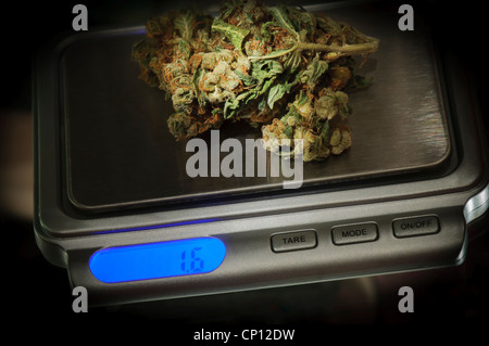 Unkraut auf einer Marihuana-Skala wiegen um in Coffee-Shop verkauft werden Stockfoto