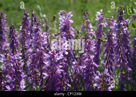 Fein-leaved Wicke, Vicia Tenuifolia, Tien-Shan, Kirgisistan Stockfoto