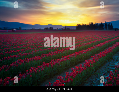 Tulpenfelder bei Sonnenaufgang im Skagit Valley in Mount Vernon, Washington, während die jährliche Tulpenfest Stockfoto