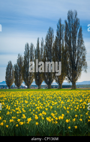 Narzissen im Skagit Valley während des jährlichen Tulip Festival Stockfoto