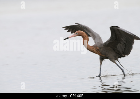 Rötlicher Reiher, Egretta saniert, in das seichte Wasser der Lagune und Sumpf der Fort De Soto auf der Suche nach Fisch, Florida, USA Stockfoto