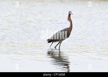 Rötlicher Reiher, Egretta saniert, in das seichte Wasser der Lagune und Sumpf der Fort De Soto auf der Suche nach Fisch, Florida, USA Stockfoto