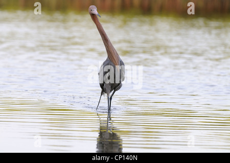 Rötlicher Reiher, Egretta saniert, in das seichte Wasser der Lagune und Sumpf der Fort De Soto auf der Suche nach Fisch, Florida, USA Stockfoto