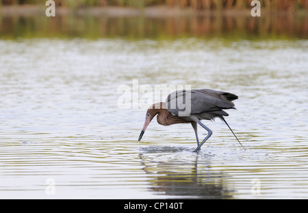 Rötlicher Reiher, Egretta saniert, in das seichte Wasser der Lagune und Sumpf der Fort De Soto auf der Suche nach Fisch, Florida, USA Stockfoto