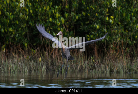 Rötlicher Reiher, Egretta saniert, in das seichte Wasser der Lagune und Sumpf der Fort De Soto auf der Suche nach Fisch, Florida, USA Stockfoto