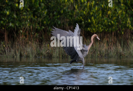 Rötlicher Reiher, Egretta saniert, in das seichte Wasser der Lagune und Sumpf der Fort De Soto auf der Suche nach Fisch, Florida, USA Stockfoto