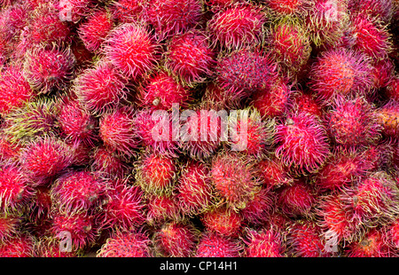 Rambutan, ein Südostasiatisches süsse Frucht in ein Chinatown Markt in New York City Stockfoto
