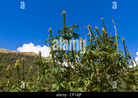 Katze die Schnurrhaare Pflanze, Orthosiphon Stamineus, in Termas de Papallacta Resort in Ecuador. Stockfoto