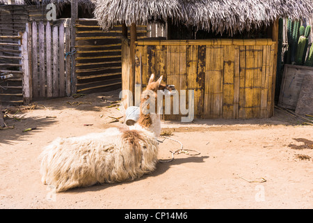 Lama im Museo de Sitio Intinan Äquatormuseum in Ecuador, etwas außerhalb von Quito, Ecuador. Stockfoto