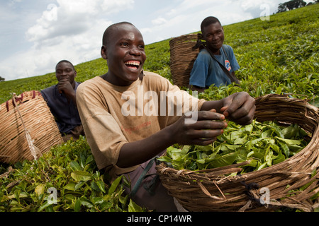 Arbeiter ernten frische Teeblätter in den Bereichen Fort Portal, Uganda, Ostafrika. Stockfoto