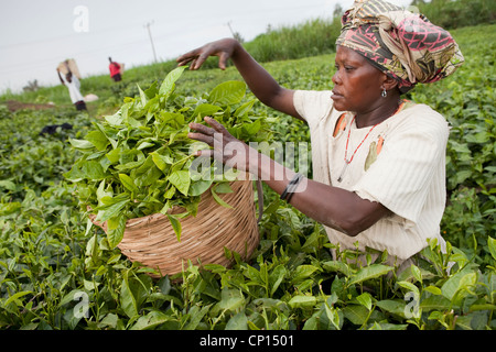 Arbeiter ernten frische Teeblätter in den Bereichen Fort Portal, Uganda, Ostafrika. Stockfoto