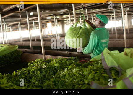 Frische Teeblätter werden in einem Werk in Fort Portal, Uganda, Ostafrika verarbeitet. Stockfoto