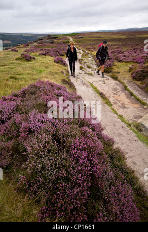 Lila Heidekraut blühen im Peak District Derbyshire einen beliebten Ort für Wanderer und Spaziergänger England Stockfoto
