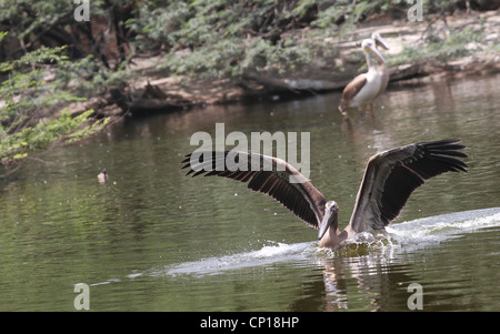 Rosy pelican Landung in See Stockfoto