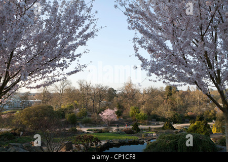 Zwei Kirschbäume D Prunus Pendel Var 'Rosea' in voller Blüte im RHS Wisley, Surrey, Stockfoto