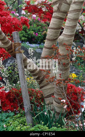Äste gewickelt in Tuch unter den roten Blumen im Garten Stockfoto