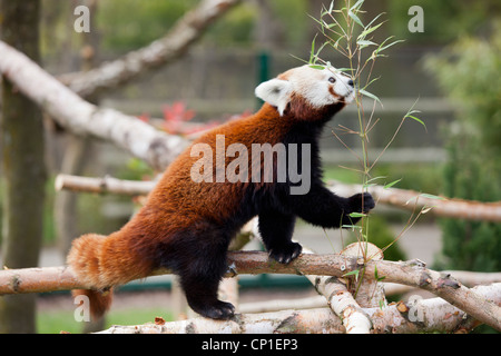 Ein männlicher roter Panda in einem Gehäuse in Birmingham Nature Centre in Großbritannien. Stockfoto
