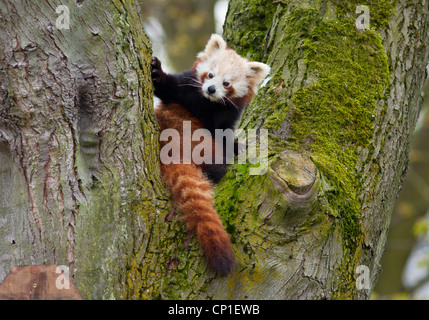 Ein männlicher roter Panda in einem Gehäuse in Birmingham Nature Centre in Großbritannien. Stockfoto