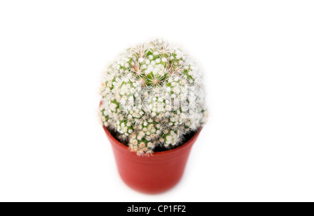 Kaktus in Blumentopf auf weißem Hintergrund Stockfoto