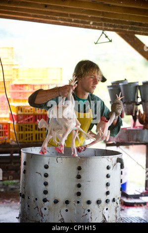 Reinigung und Vorbereitung der geschlachteten Hühner auf einer Geflügelfarm Gruppe Stockfoto