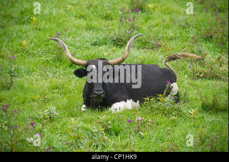 Longhorn Steer Verlegung auf einer Weide Stockfoto