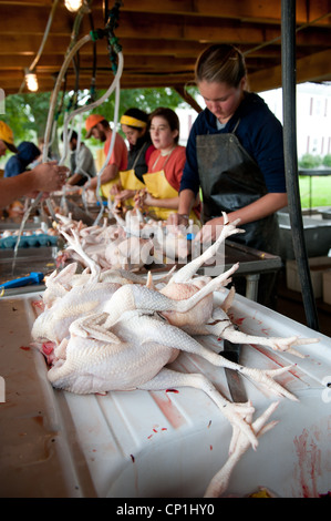 Reinigung und Vorbereitung der geschlachteten Hühner auf einer Geflügelfarm Gruppe Stockfoto