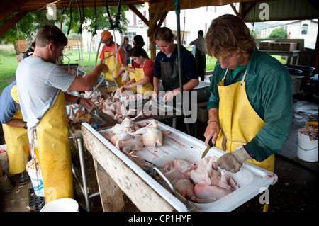 Reinigung und Vorbereitung der geschlachteten Hühner auf einer Geflügelfarm Gruppe Stockfoto