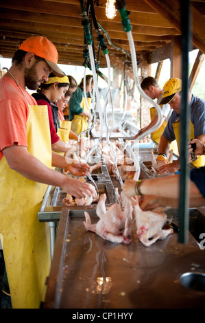 Reinigung und Vorbereitung der geschlachteten Hühner auf einer Geflügelfarm Gruppe Stockfoto