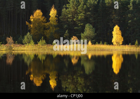 Uath Lochans im Herbst, Glen Feshie, Cairngorms National Park, Schottland. Stockfoto