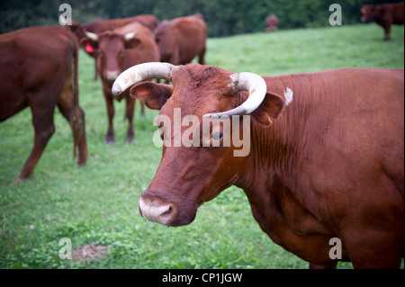 Longhorn Steer Beweidung auf Farm in Virginia Stockfoto