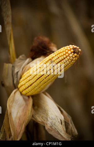 Maisernte auf Bauernhof beschädigt Stockfoto