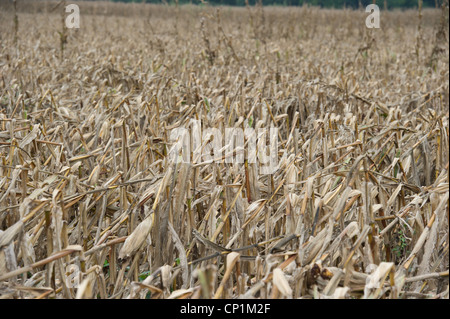 Trocken und sterbenden Maisstroh in Mais auf Bauernhof Stockfoto