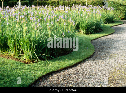 Sibirische Iris auf Bryans Ground, Stapleton (Nr. Presteigne), Herefordshire, Vereinigtes Königreich. Stockfoto