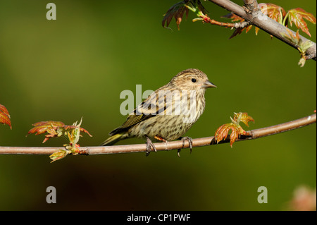 Kiefer siskin (Carduelis Pinus), Ontario, Kanada Stockfoto