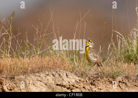 Westlichen Meadowlark (Sturnella Neglecta), Badlands NP, South Dakota, USA Stockfoto