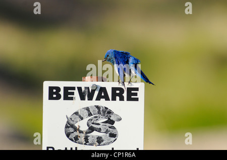 Badlands NP, Mountain Bluebird (Sialia Currocoides), South Dakota, USA Stockfoto