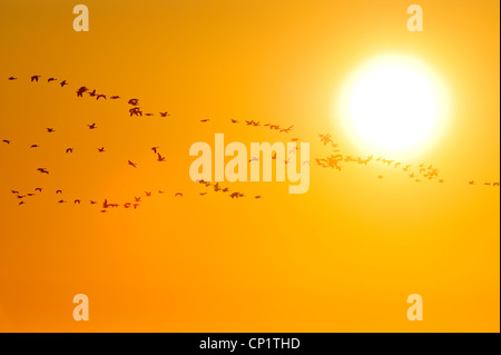 Kanadagans (Branta Canadensis) Schar im Flug über Oak Hängematte Marsh in der Morgendämmerung, Stonewall, Manitoba, Kanada Stockfoto