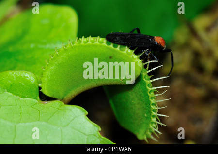 Ein Fehler in einer Venusfliegenfalle Dionaea Muscipula gefangen. Stockfoto