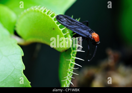 Ein Fehler in einer Venusfliegenfalle Dionaea Muscipula gefangen. Stockfoto