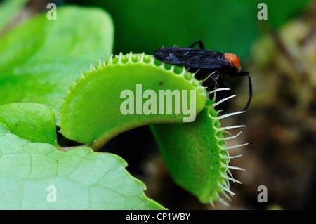 Ein Fehler in einer Venusfliegenfalle Dionaea Muscipula gefangen. Stockfoto