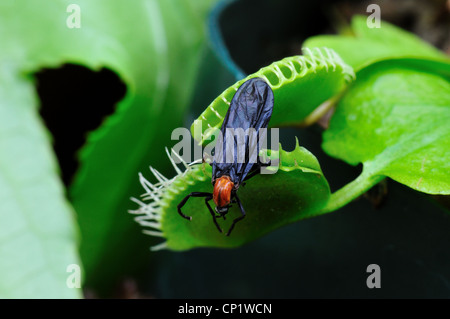 Ein Fehler in einer Venusfliegenfalle Dionaea Muscipula gefangen. Stockfoto