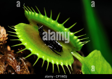 Ein halb verdaut Fehler in einer Venusfliegenfalle Dionaea Muscipula. Stockfoto