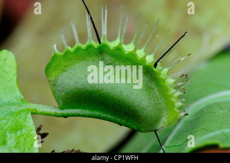 Ein Fehler in einer Venusfliegenfalle Dionaea Muscipula gefangen. Stockfoto