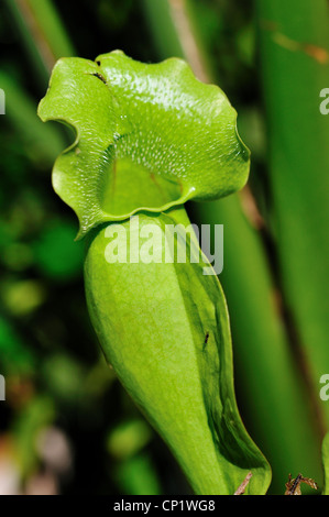 Schlauchpflanze Sarracenia Purpurea. Stockfoto