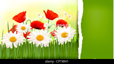 Frühlings-Hintergrund mit roten Mohnblumen und Margeriten Stockfoto