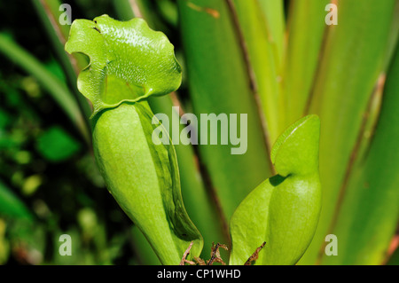 Schlauchpflanze Sarracenia Purpurea. Stockfoto